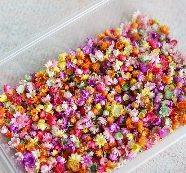 1 x Box Mixed 3D 130 Piece Small Dried Flowers 1g