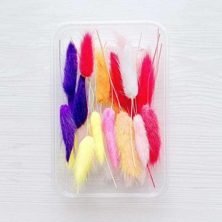 1 x Box Mixed 3D Dried Assorted Colour Bunny Tails Flowers