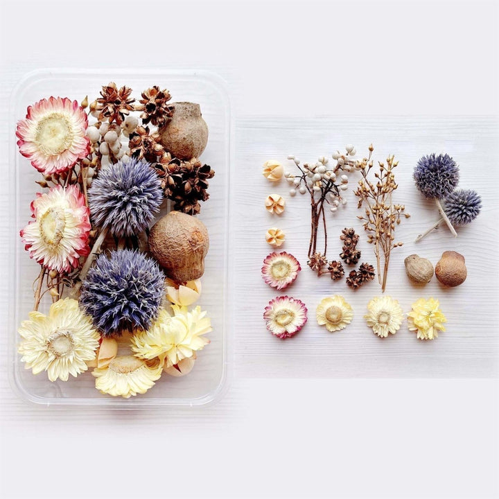 1 x Box Mixed 3D Dried Neutral Flower Heads & Gum Nuts